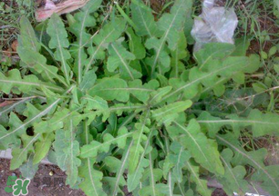 春天吃什么野菜好？春天吃什么野菜降血壓？