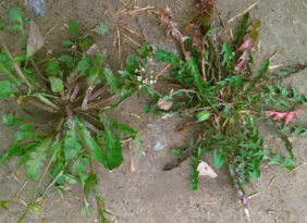 野生薺菜幾月份有？野生薺菜什么時候有？