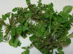 野生薺菜幾月份有？野生薺菜什么時候有？