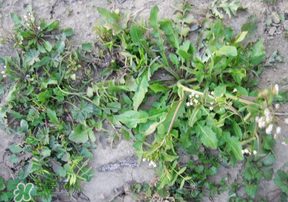 野生薺菜有什么營養(yǎng)？野生薺菜的營養(yǎng)價值