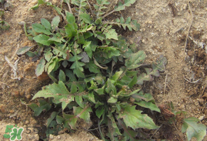 野生薺菜有什么營養(yǎng)？野生薺菜的營養(yǎng)價值