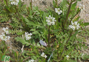 野生薺菜有什么營養(yǎng)？野生薺菜的營養(yǎng)價值