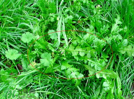 薺菜有幾種？薺菜有幾種顏色？