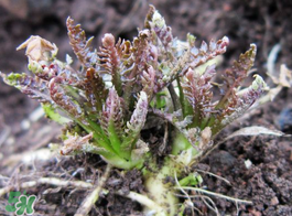 薺菜有幾種？薺菜有幾種顏色？