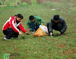 薺菜有幾種？薺菜有幾種顏色？
