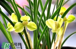 蘭花怎么養(yǎng)？蘭花怎么種？