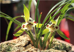 蘭花怎么養(yǎng)？蘭花怎么種？