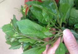 春天吃什么野菜好？春天吃什么野菜降血壓？