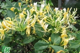 金銀花的功效與作用？金銀花有什么作用？