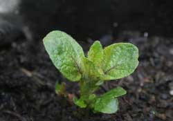 春天什么時候種土豆？春天土豆怎么么種？