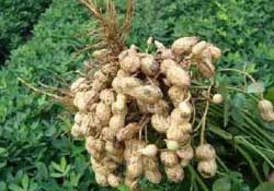 春天能種花生嗎？春天什么時候種花生？