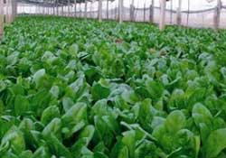 春天能種菠菜嗎？春天怎么種菠菜？