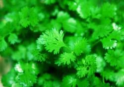 春天能種香菜嗎？香菜幾月份播種？