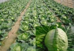 春天能種甘藍(lán)嗎？甘藍(lán)幾月份種？