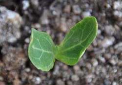 春天什么時候種葫蘆？葫蘆幾月種最好？