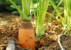 春天能種胡蘿卜嗎？胡蘿卜春天能種嗎？