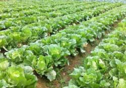 春天能種白菜嗎？春天白菜什么時間種植？