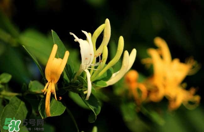 金銀花的功效與作用？金銀花有什么作用？