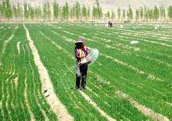 春天能種小麥嗎？小麥春天什么時候澆水？