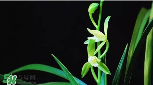 蘭花怎么養(yǎng)？蘭花怎么種？