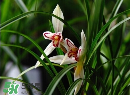 蘭花怎么養(yǎng)？蘭花怎么種？