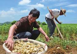 春天能種百合嗎？春天可以種百合嗎？