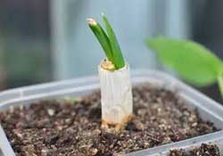 春天種蔥可以嗎？春天什么時(shí)候種蔥？