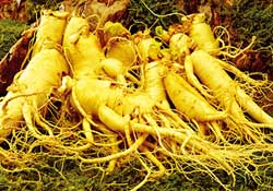 春天可以吃人參嗎？春季能進(jìn)補(bǔ)人參嗎？