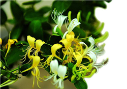 金銀花的功效與作用？金銀花有什么作用？