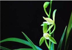 蘭花品種？蘭花有多少品種？