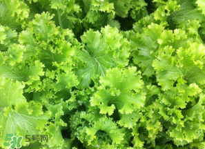 春天能種生菜嗎？生菜春天可以種嗎？