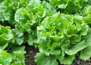 春天能種生菜嗎？生菜春天可以種嗎？