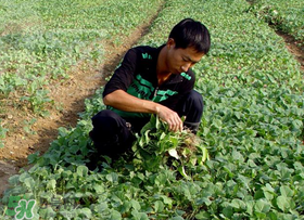 春天能種油菜嗎？油菜春天什么時(shí)候種植？