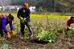 春天能種油菜嗎？油菜春天什么時(shí)候種植？