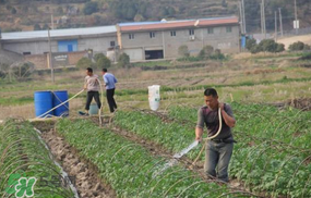 土豆多長(zhǎng)時(shí)間澆水一次？土豆幾天澆一次水？