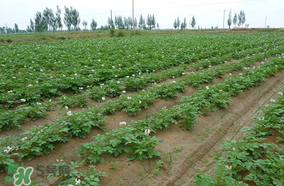 土豆多長(zhǎng)時(shí)間澆水一次？土豆幾天澆一次水？