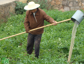 土豆多長(zhǎng)時(shí)間澆水一次？土豆幾天澆一次水？