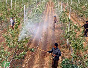 春天可以種哪些果樹？春天適合種哪些果樹？