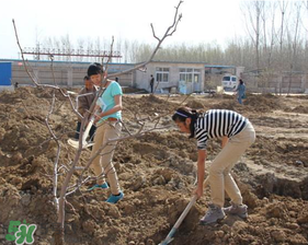 春天可以種哪些果樹？春天適合種哪些果樹？