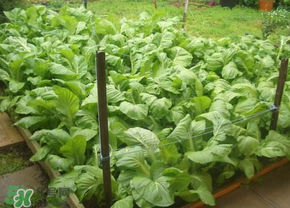 春天種植什么蔬菜好？春季適合種植的蔬菜