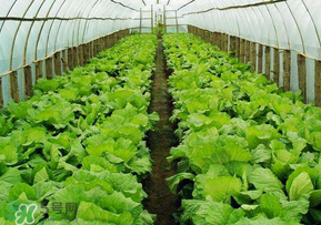 春天種植什么蔬菜好？春季適合種植的蔬菜