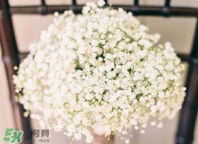 春天能種滿天星嗎？什么時(shí)候最適合種植滿天星？