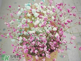 春天能種滿天星嗎？什么時(shí)候最適合種植滿天星？