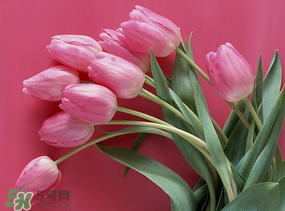 春天可以種郁金香嗎？郁金香可以春天種嗎？