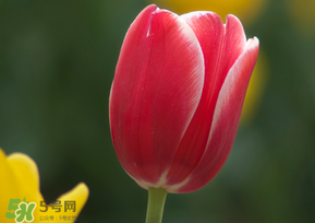 春天可以種郁金香嗎？郁金香可以春天種嗎？