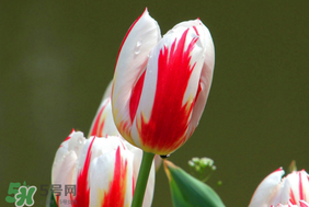 春天可以種郁金香嗎？郁金香可以春天種嗎？