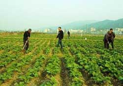 春天能種油菜嗎？油菜春天什么時(shí)候種植？