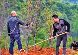 春天可以種哪些果樹？春天適合種哪些果樹？