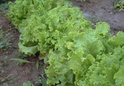 春天能種生菜嗎？生菜春天可以種嗎？