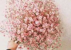 春天能種滿天星嗎？什么時候最適合種植滿天星？